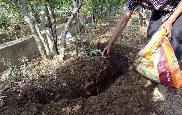 果樹施肥，這些雷區(qū)你一定要注意繞過